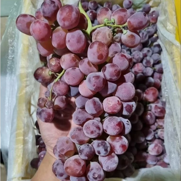 

ANGGUR RED GLOBE CHINA 500gr