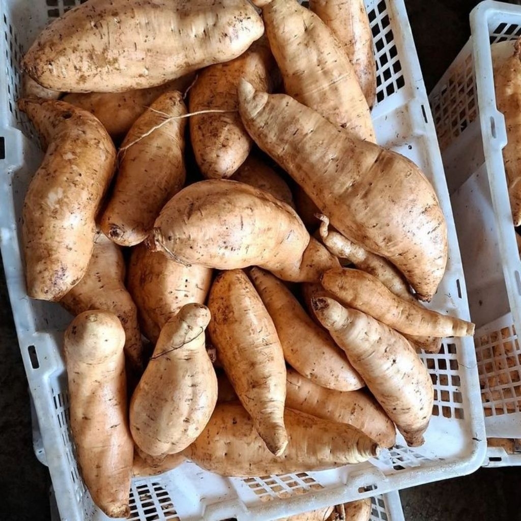 

UBI CILEMBU MENTAH 1kg