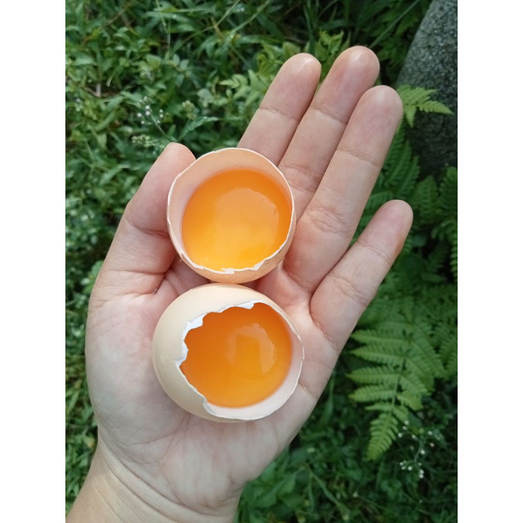

Telur Ayam Kampung / Telur Ayam Kampung Asli / Telur Jawa / Endog Jowo / Ndog Jowo / telur ayam / telur jamu / telur ORI Jawa / endok pitik / telur / egg / original / telur KUB / telur / telur fresh / telur jamu / telur alami / telur asli