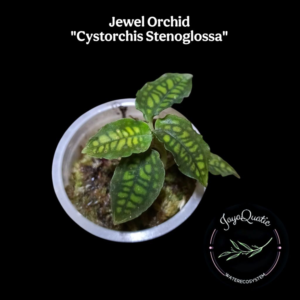 Cystorchis Stenoglossa "Rare" - Jewel Orchid/Kiaksara/Anggrek Tanah Paludarium Plant Terrarium Plant