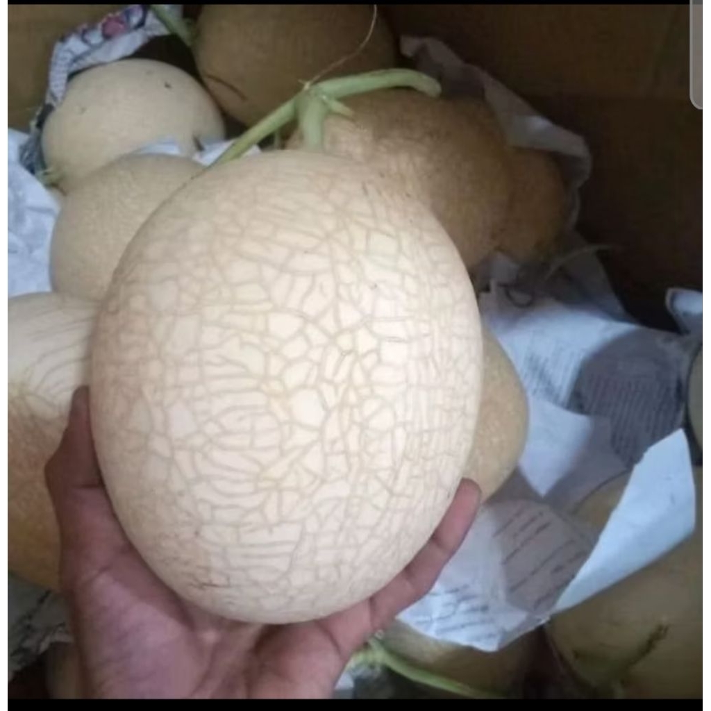 

Melon SweetNett Hydroponik Greenhouse berat 500g_1kg