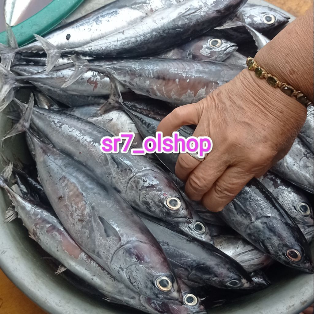 

Ikan Tongkol Biasa Bukan Frozen