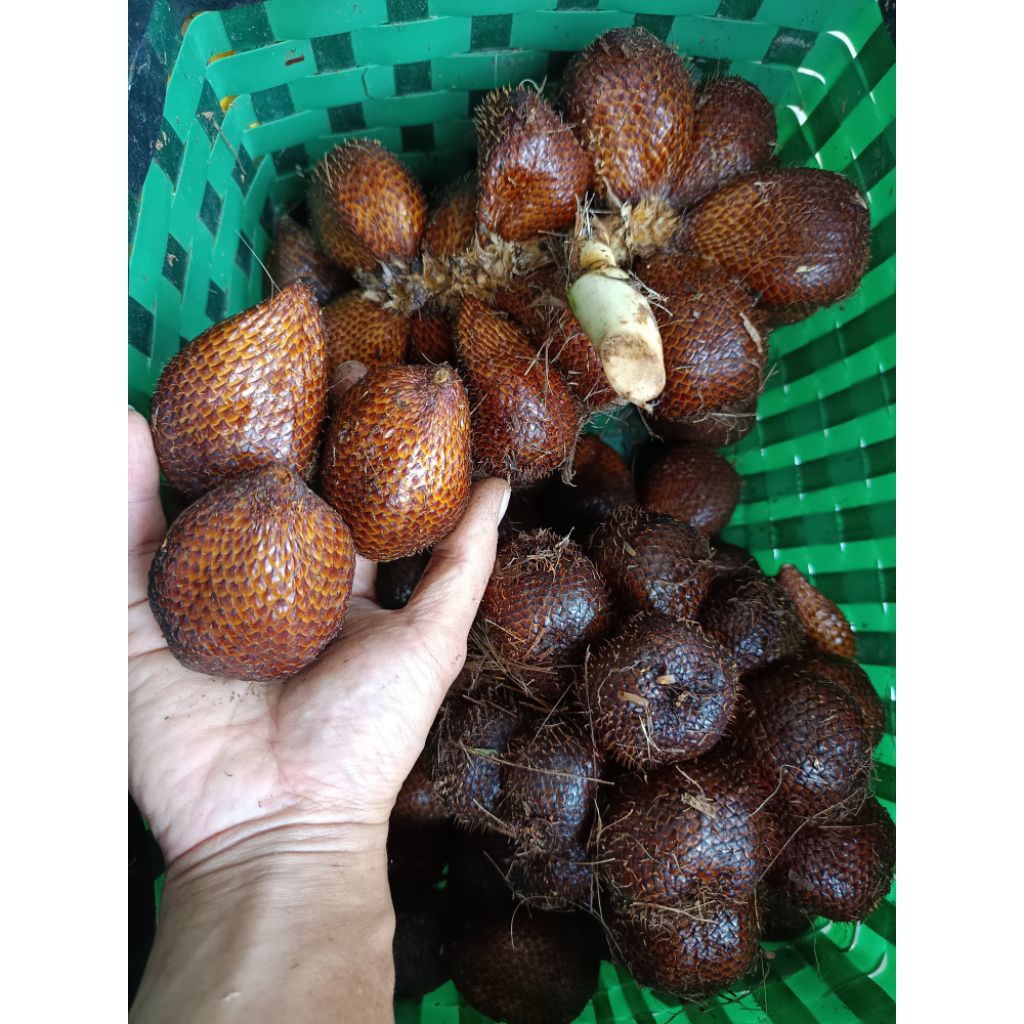 

Salak pondoh 1 kg langsung petani ukuran besar, sedang dan kecil A/grade c