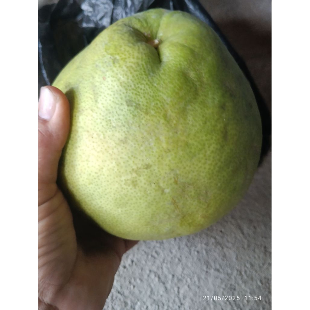 

(500gr-1,3kg)jeruk bali/pamelo segar, dipetik saat ada pesanan