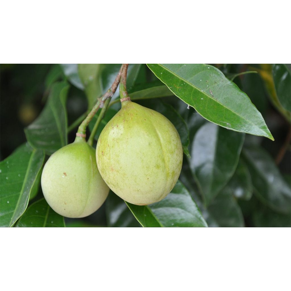 

Buah pala mentah segar 1kg