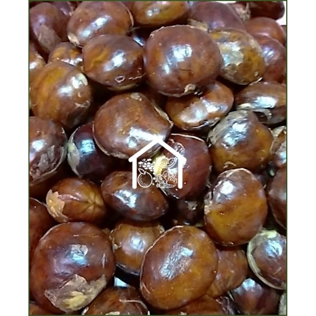 

Jengkol Biji Tua 500 Gram Pilihan Hemat