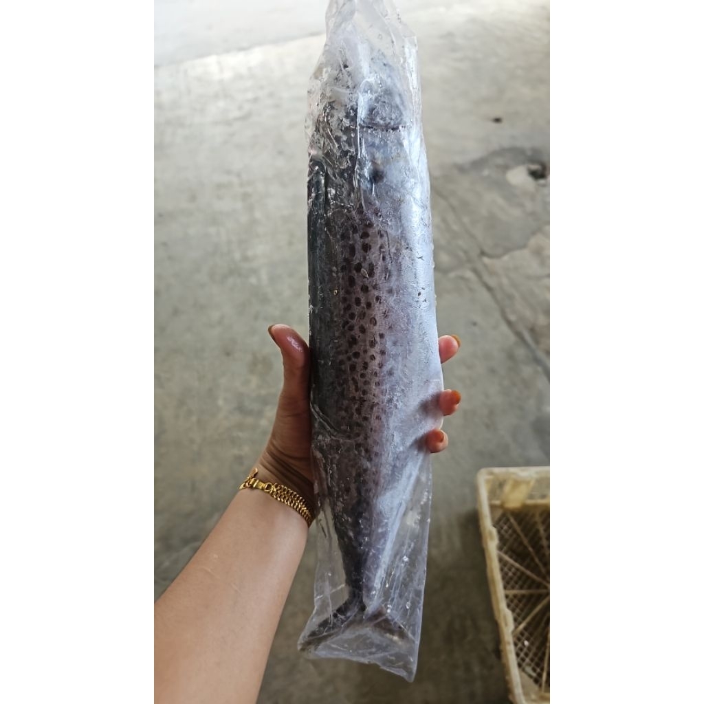 

IKAN TENGGIRI BESAR 1KG ISI 2_3 EKOR