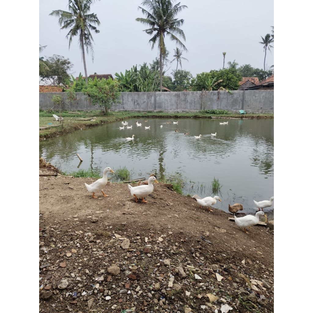 

BEBEK PEKING/ BEBEK PEDAGING 1KG+ UMUR 3 BULAN