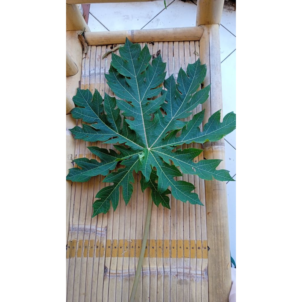 

Daun pepaya Organik Langsung Petik Dari kebun