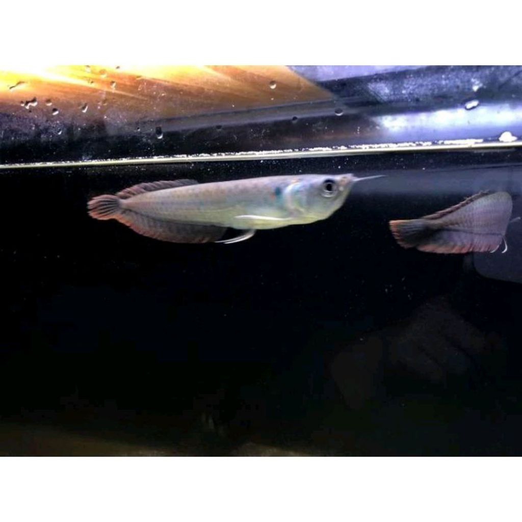 Arwana arowana silver red brazil 9-10cm garansi pengiriman