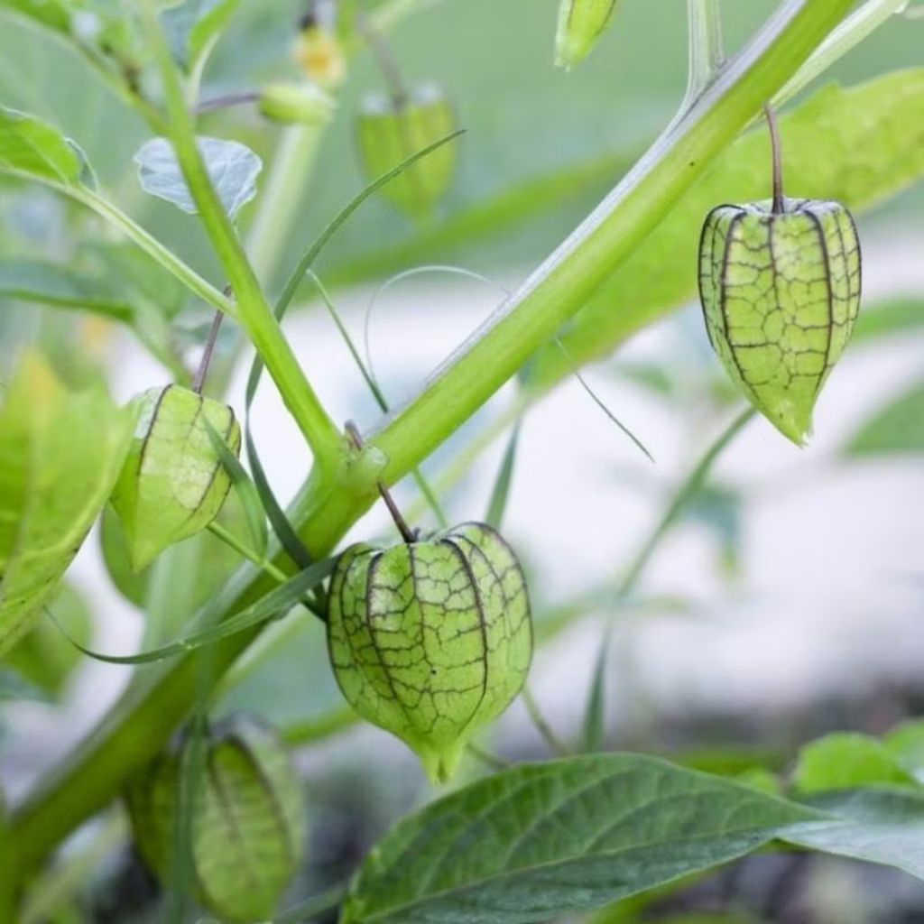 

DAUN, BATANG, AKAR CIPLUKAN SEGAR 500GRAM