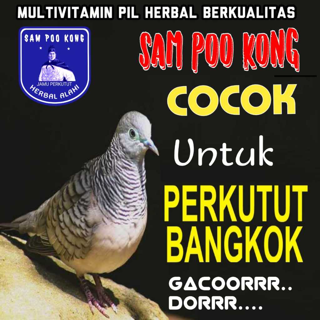 SAM POO KONG JAMU PERKUTUT / Jamu Perkutut