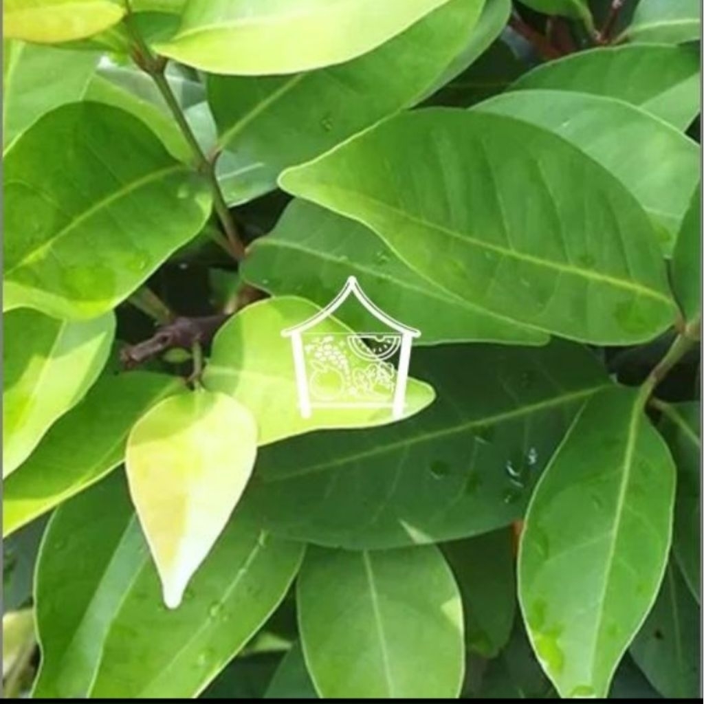 

Daun Dalam Per Pack Pilihan Hemat