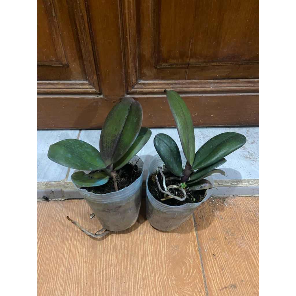 PROMO Anggrek Bulan Remaja Softpot