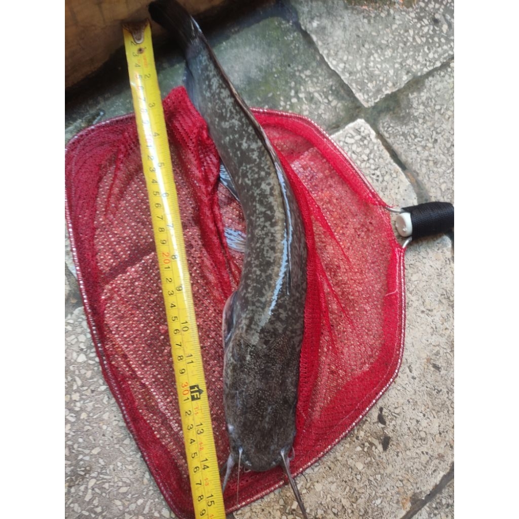 

Ikan Lele BS (bigsize) hidup, khusus kirim instant sabtu,minggu/hari libur nasional