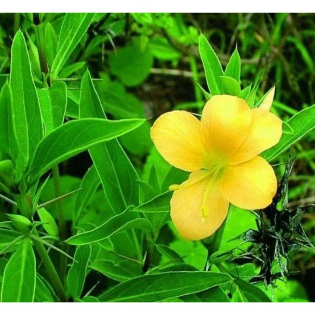 

DAUN BUNGA LANDEP ATAU BUNGA LANDAK 200GRAM
