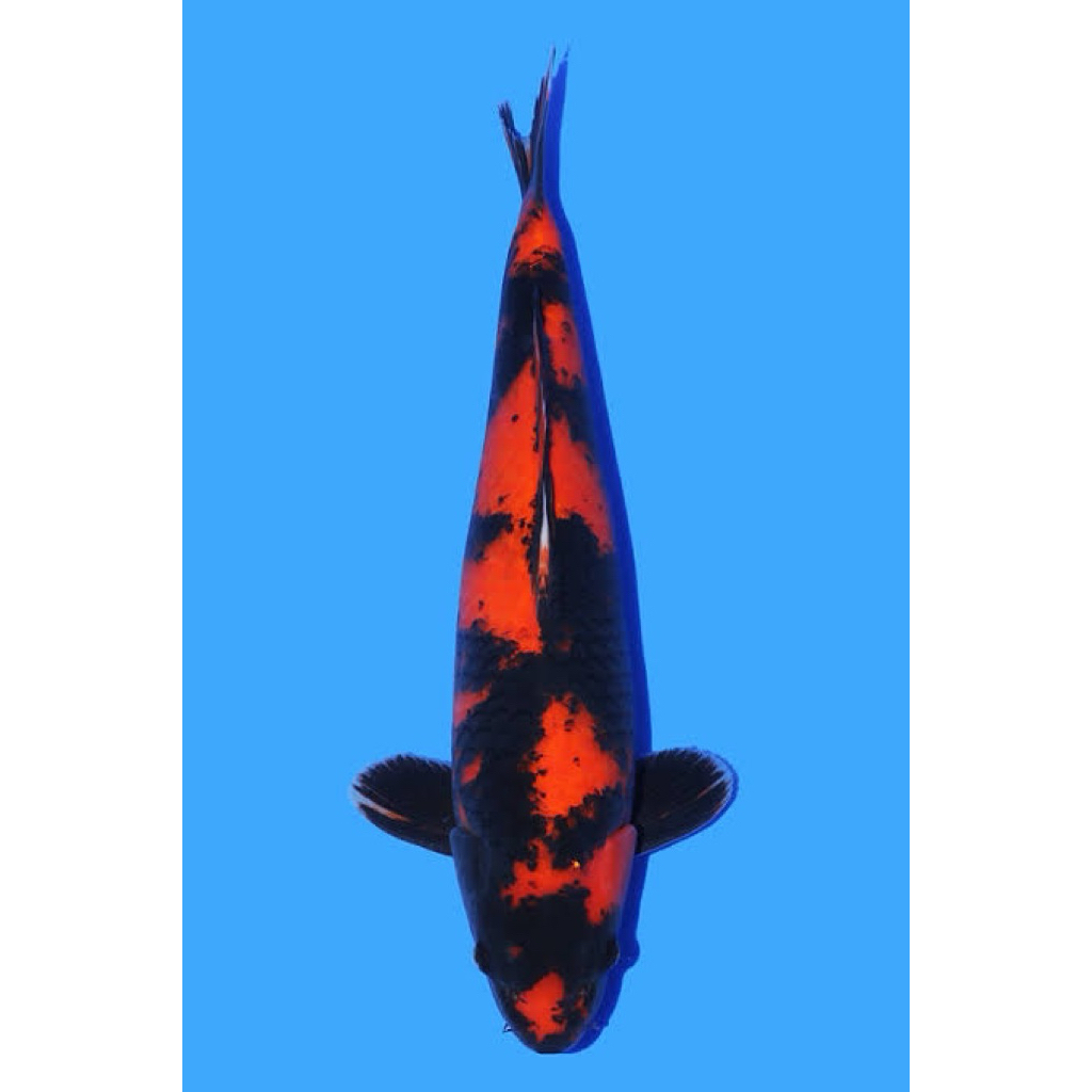 Ikan Koi Hi Utsuri 28-30cm - Koi Blitar - Koi Berkualitas