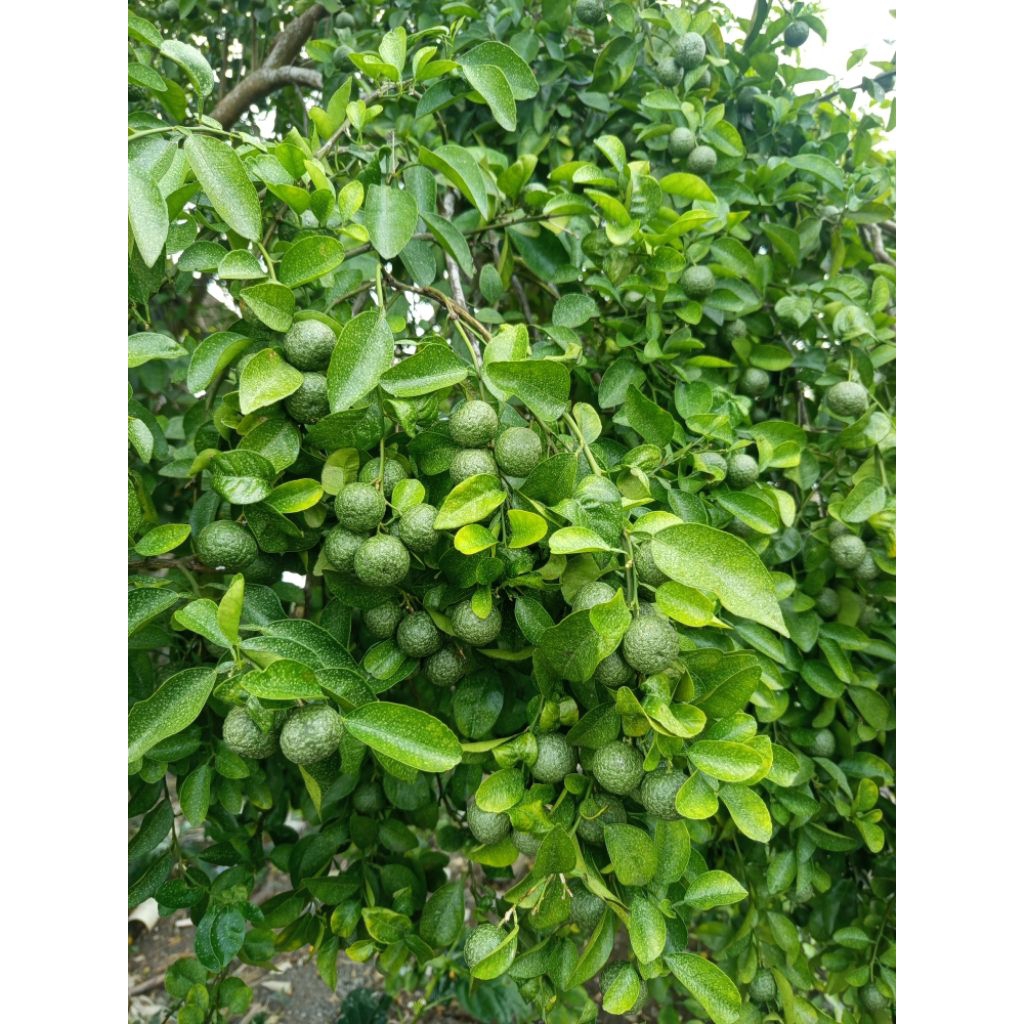 

jeruk limau jeruk sambal