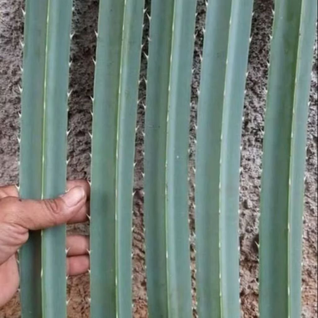 

DAUN PANDAN DURI 20 LEMBAR