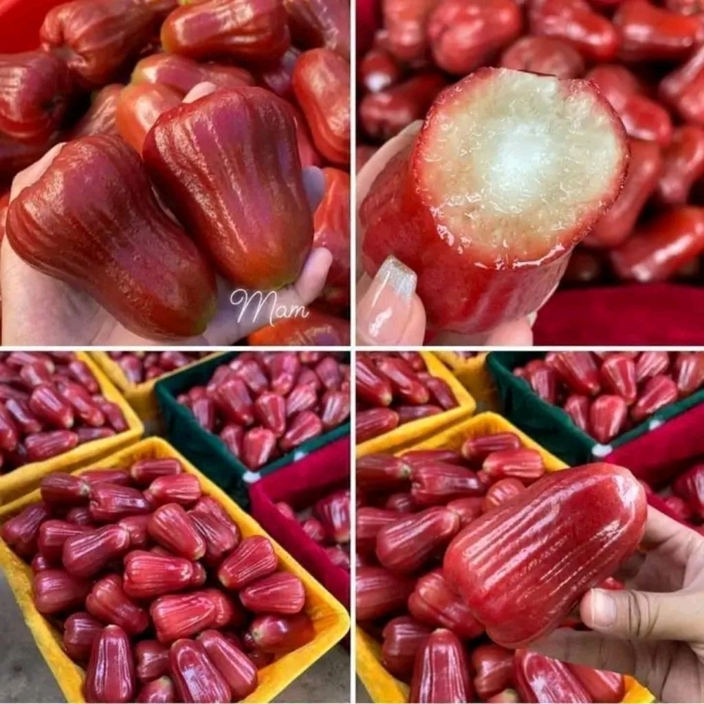 

jambu citra merah segar/jambu air grade A(besar)