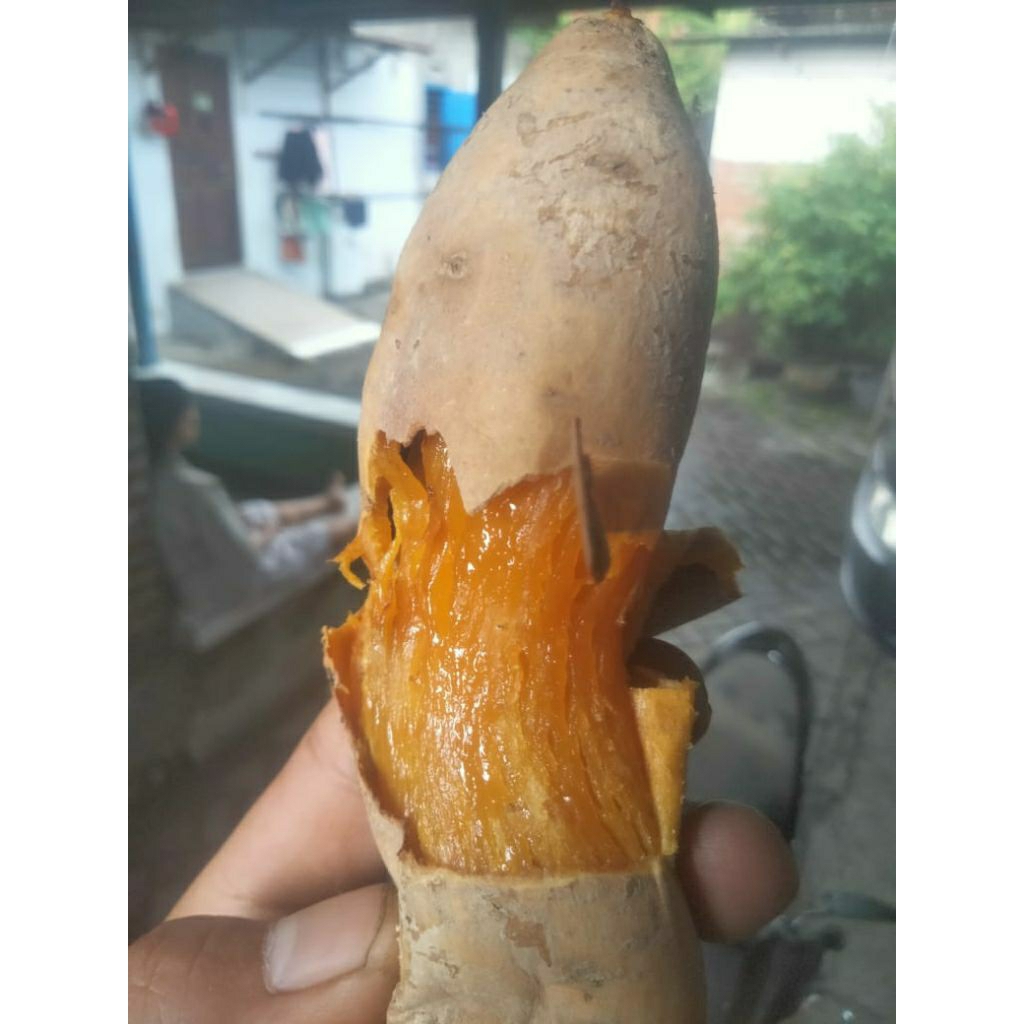 

Ubi Cilembu kecil Oven 400-500 gr.