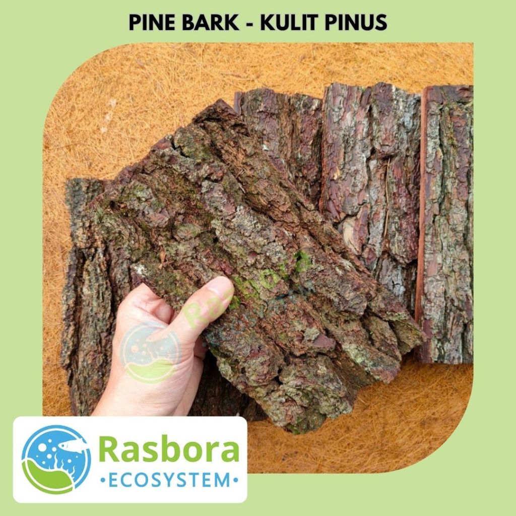 Kulit kayu pinus background vivarium rumah isopod hiasan terrarium