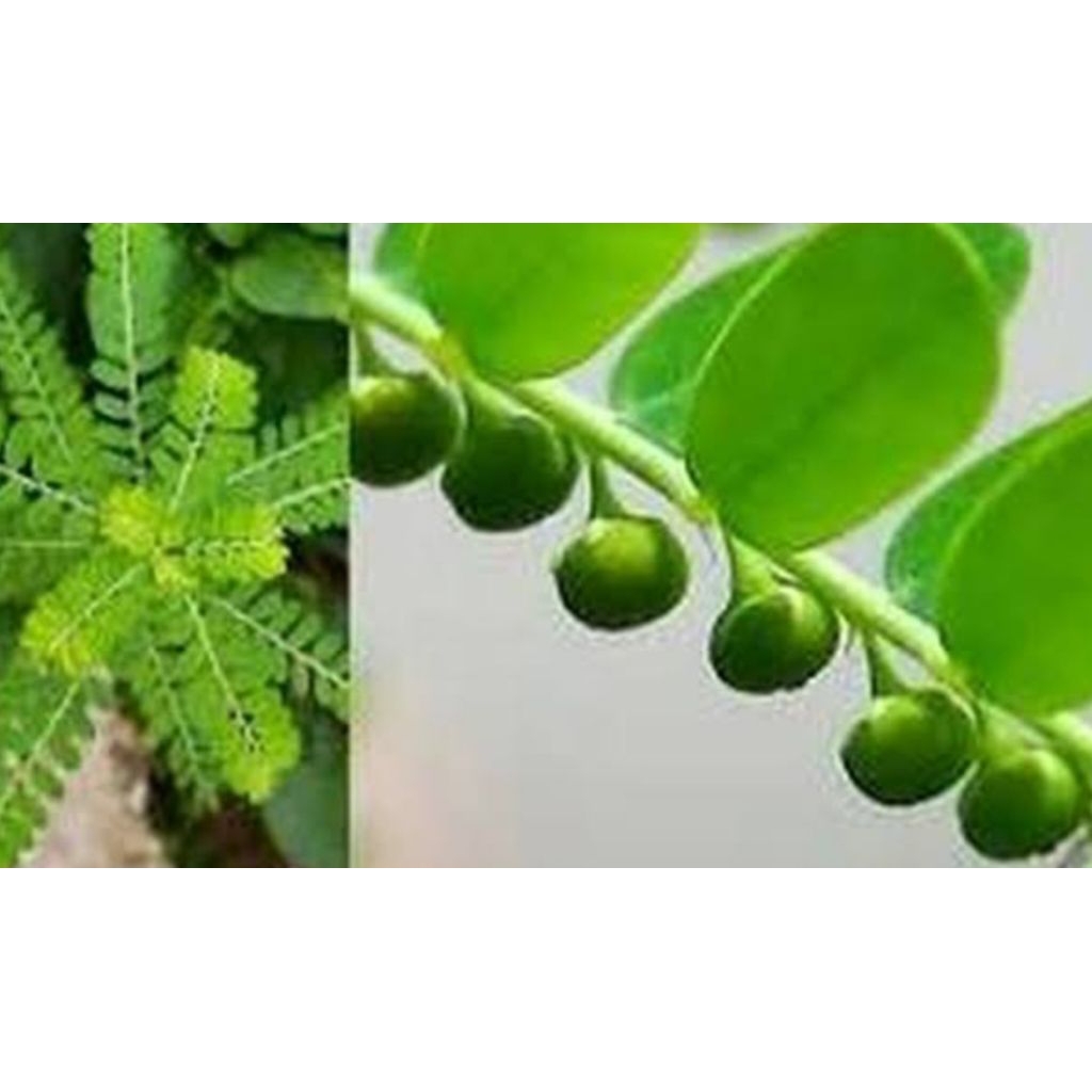 

Daun meniran hijau segar