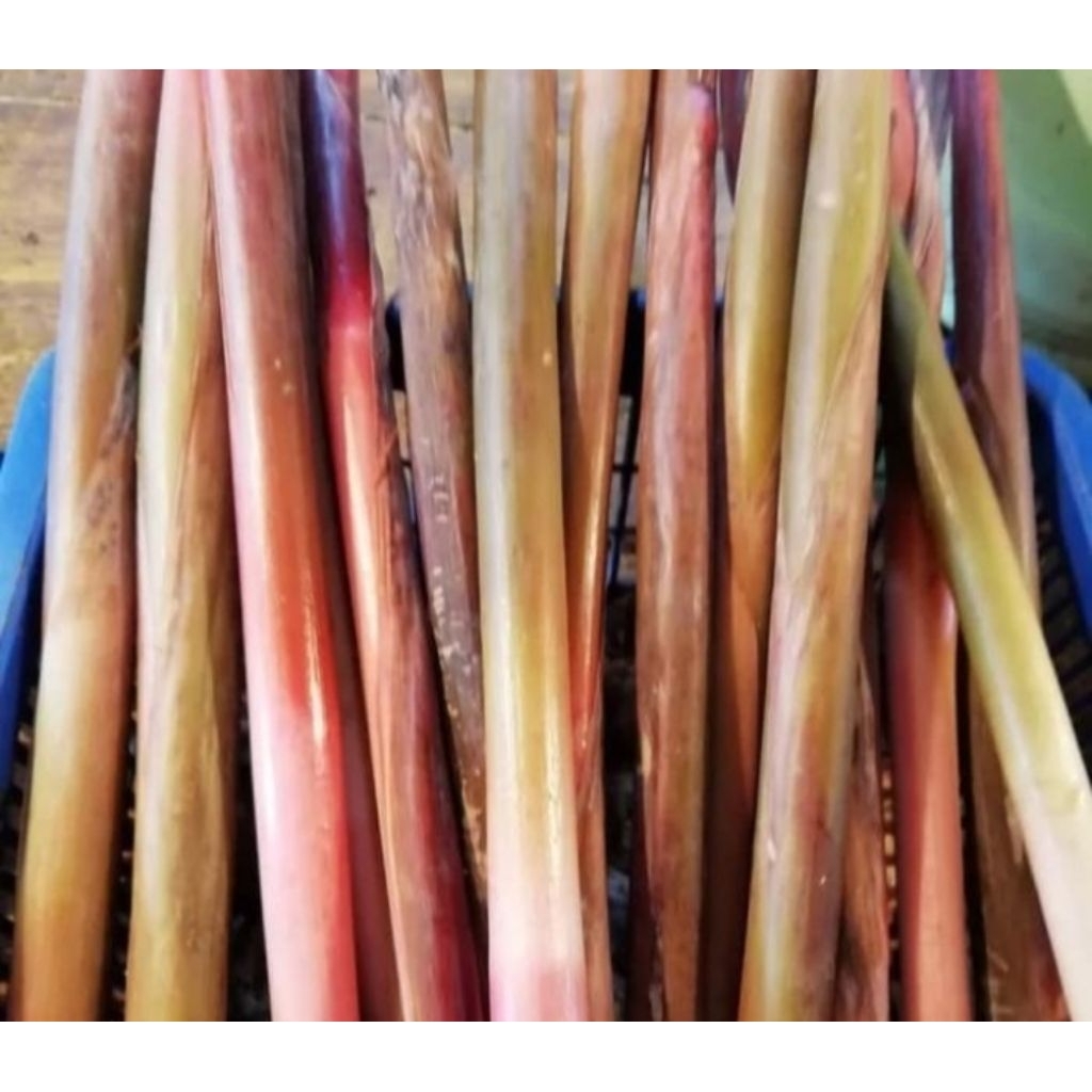 

Batang Kecombrang/Batang Kicung/Honje 500 gram terlaris