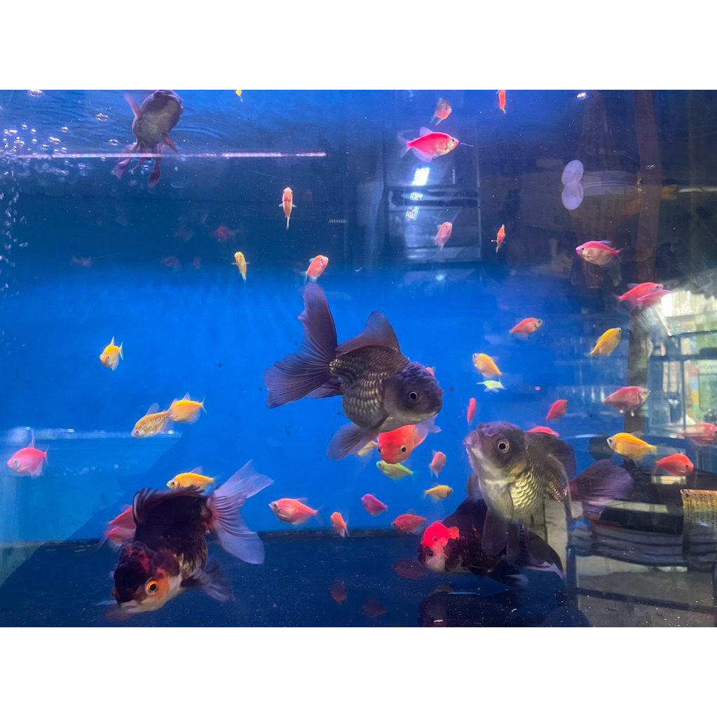 

glow fish all varian warna