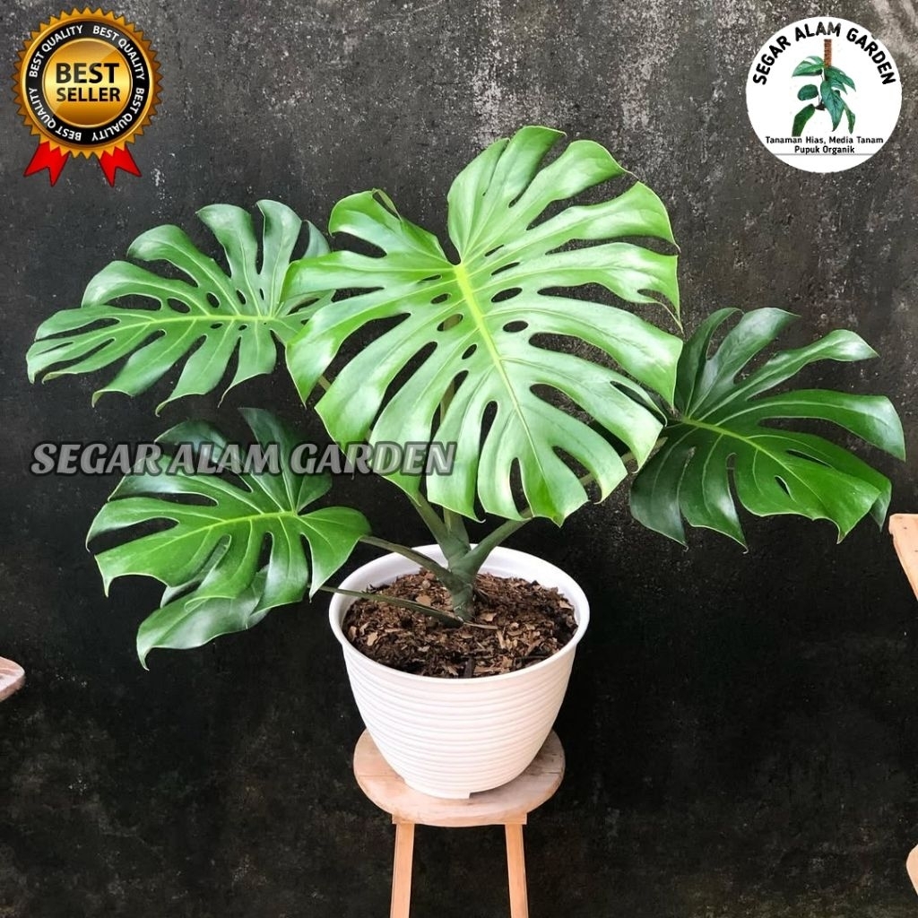 DAUN BESAR DEWASA Tanaman Hias Monstera KING Minimal 3 Daun- Monstera KING