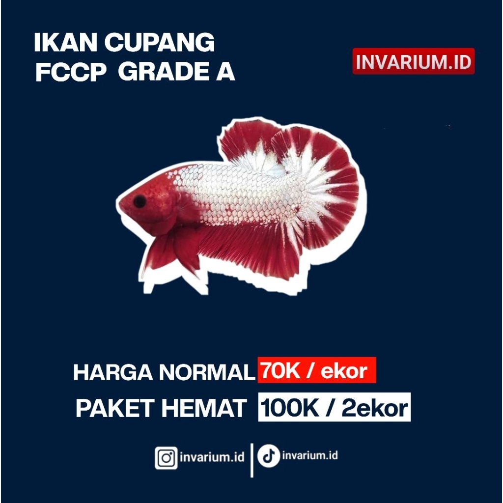 Fccp grade A paket hemat