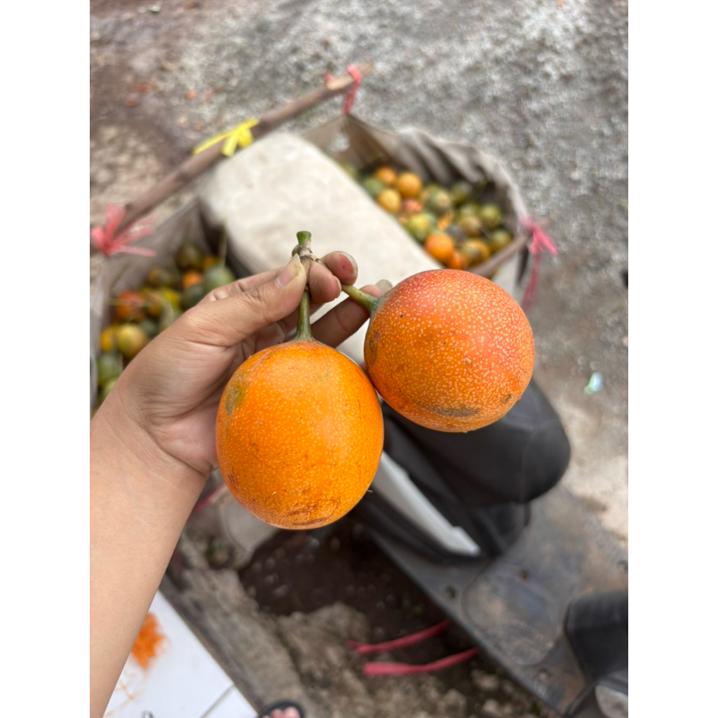 

Buah Markisa/Konyal asli Cikajang Garut