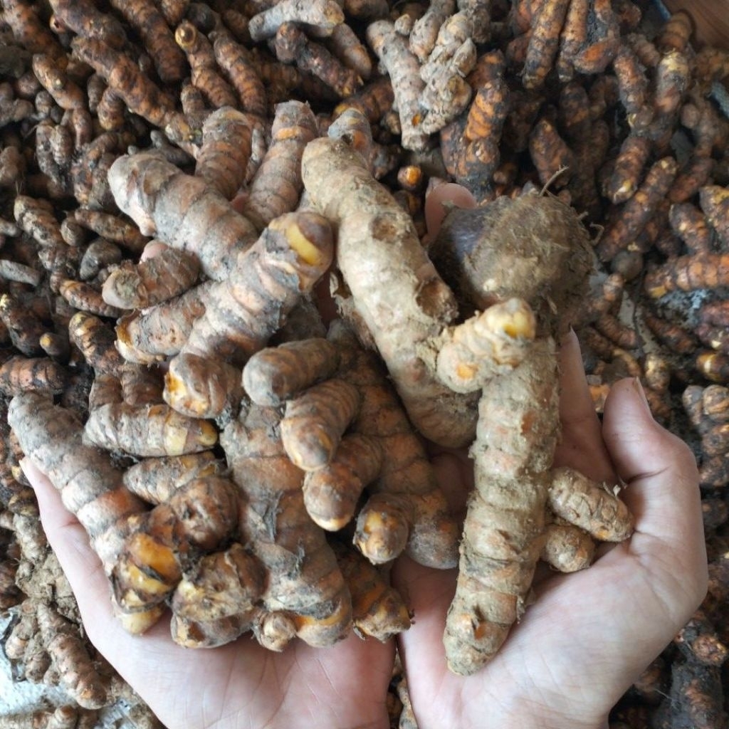 

Kunir Kunyit Segar Baru Panen Hasil Pertanian Lokal Empon Empon Pacitan