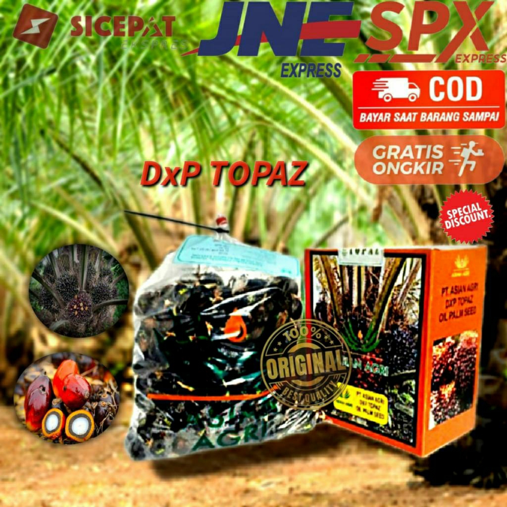 biji bibit kelapa sawit unggul DxP TOPAZ  isi 250 butir ber sertifikat