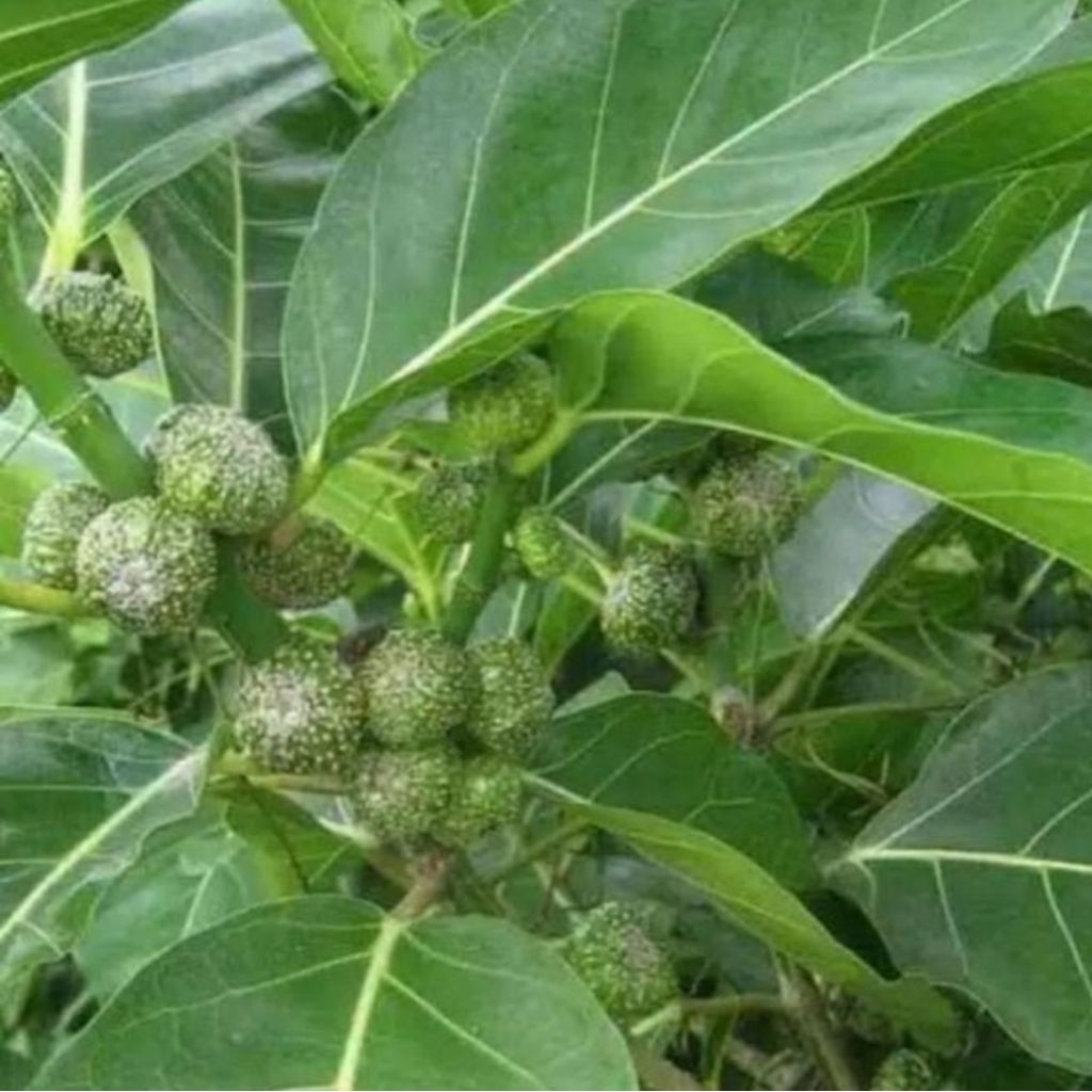 

Daun awar awar 100 gram