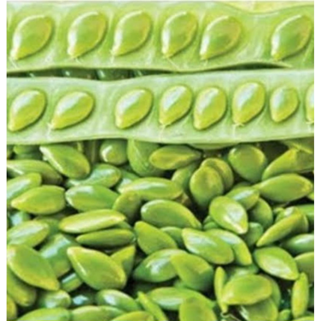 

Jual pete cina tua segar organik 1 kg