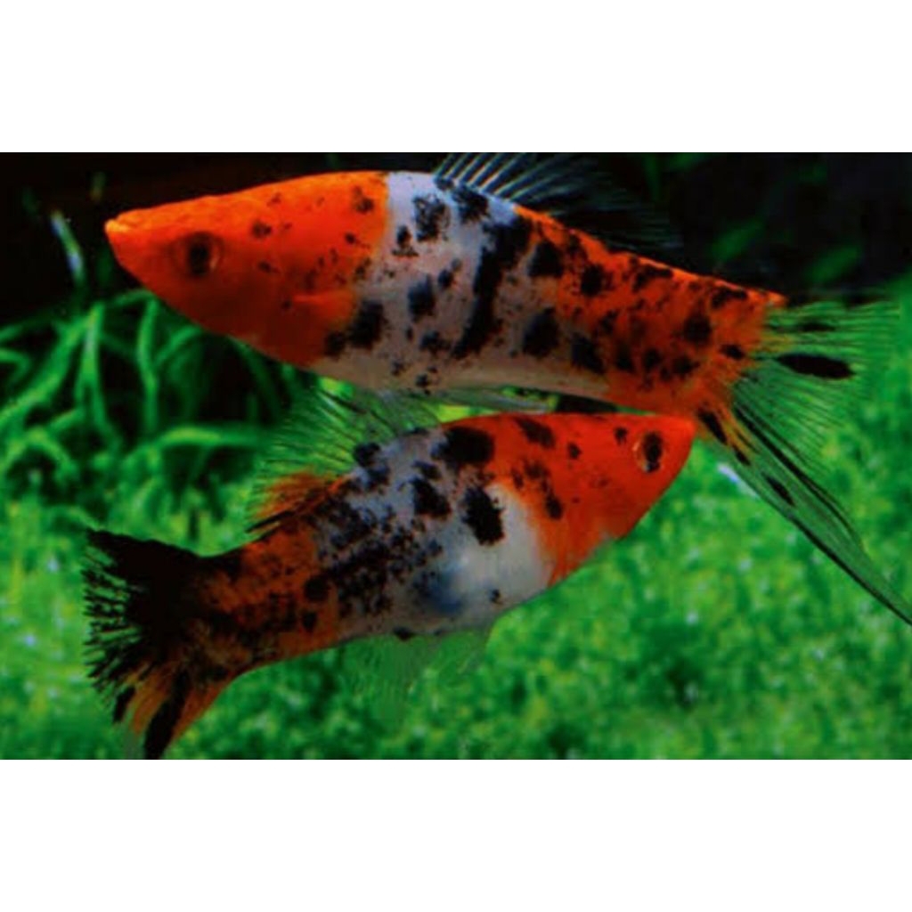 Platty Sanke Swordtail 1pair