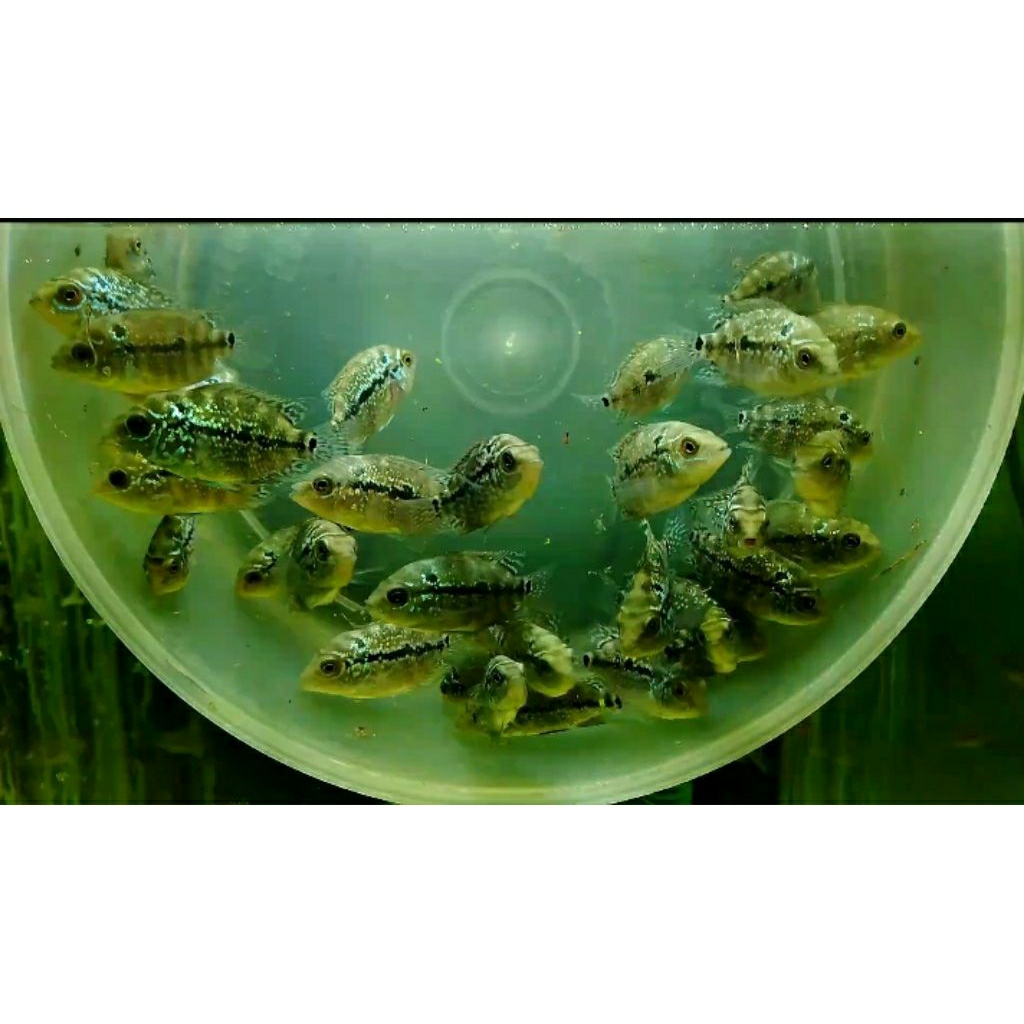 Cencu X kamfa GB ukuran 3cm