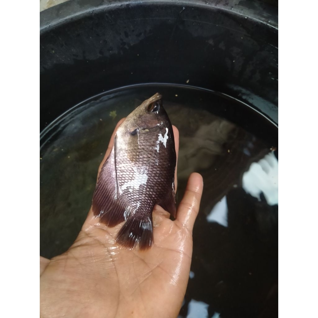 Bibit ikan gurame ukuran nyuper paketan isi 15