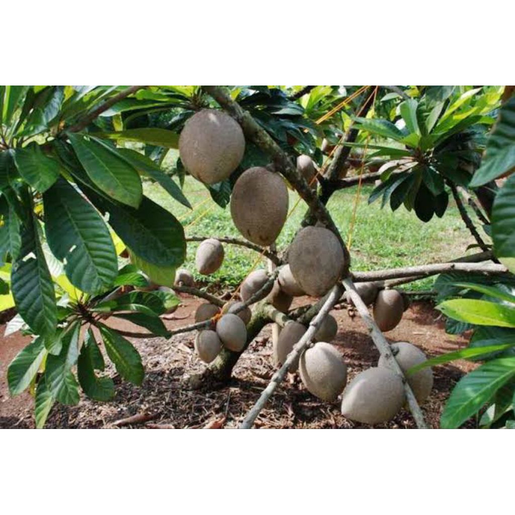 mamey sapote okulasi siap buah besar rimbun