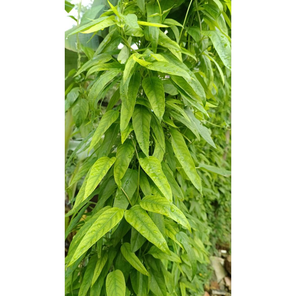 

Daun kentut / Chiu pi ten