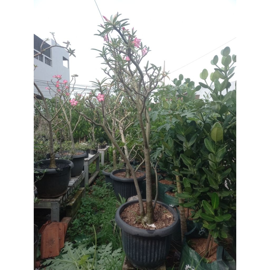 Adenium somalense Super besar