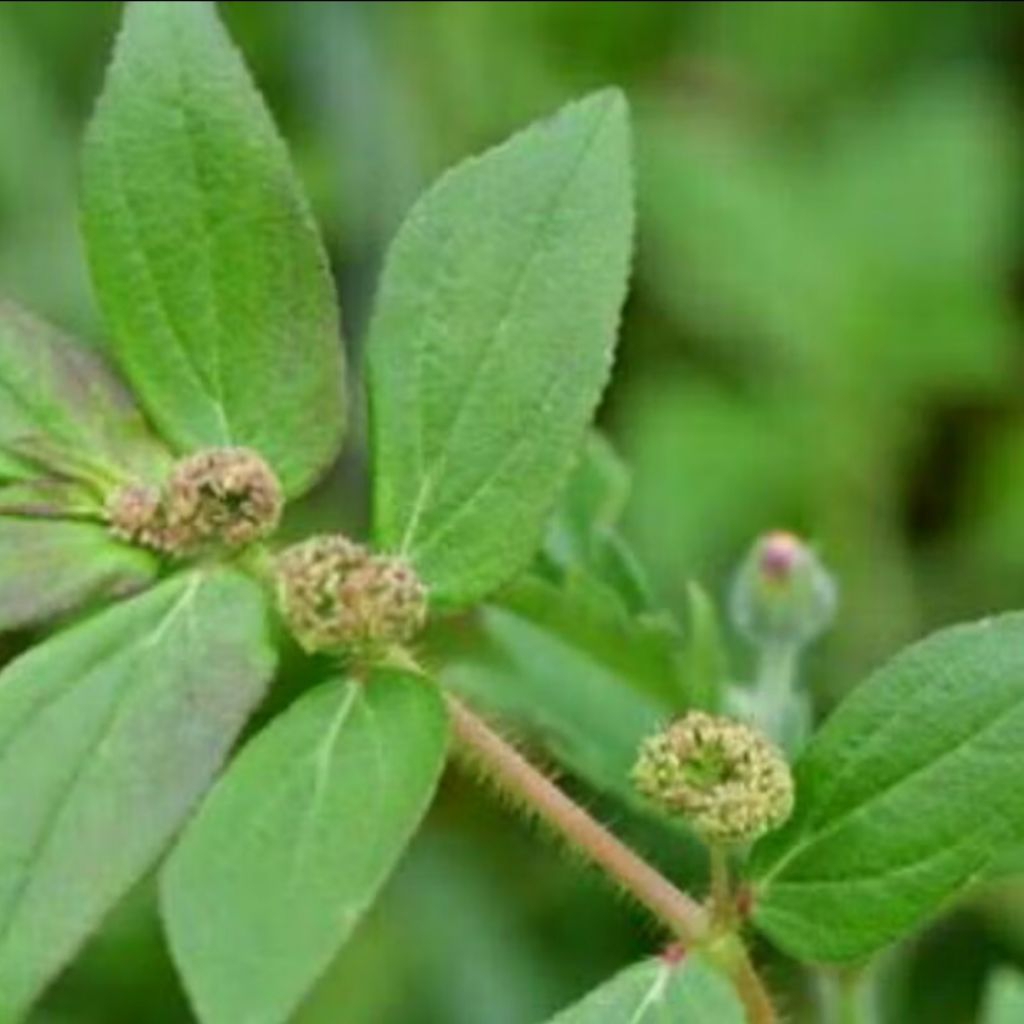 

Tanaman Patikan Kebo Segar Herbal Alami 250 gram