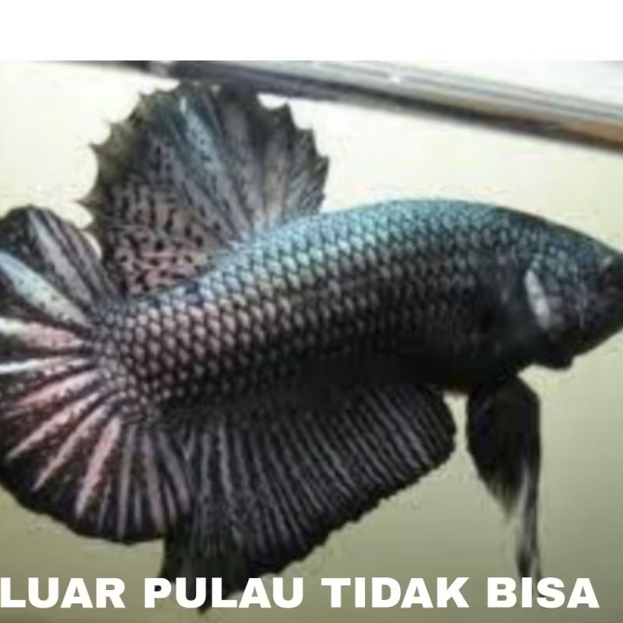 dekorasi aquarium cupang plakat dragon bergaransi