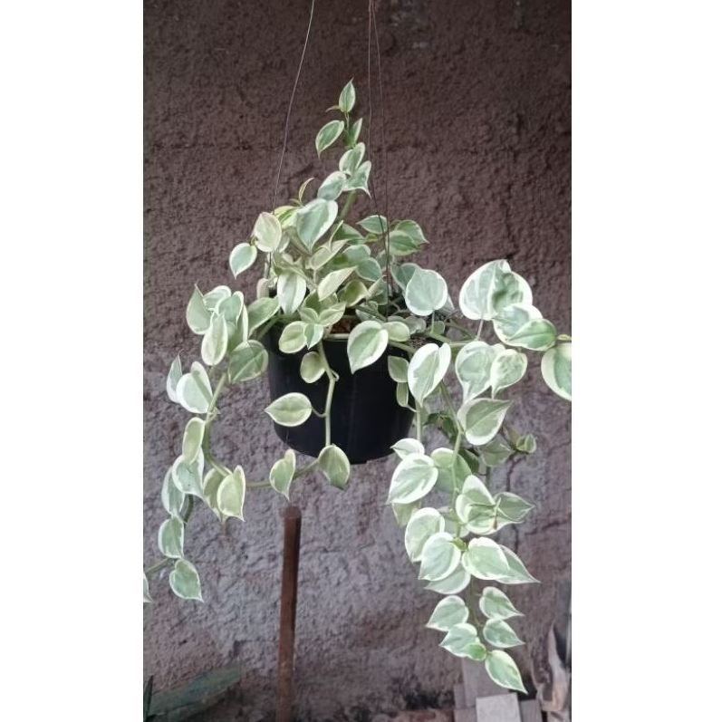 5 Tanaman Gantung Dischidia/Dischidia Variegata/Tanaman Hias 10- 20 cm