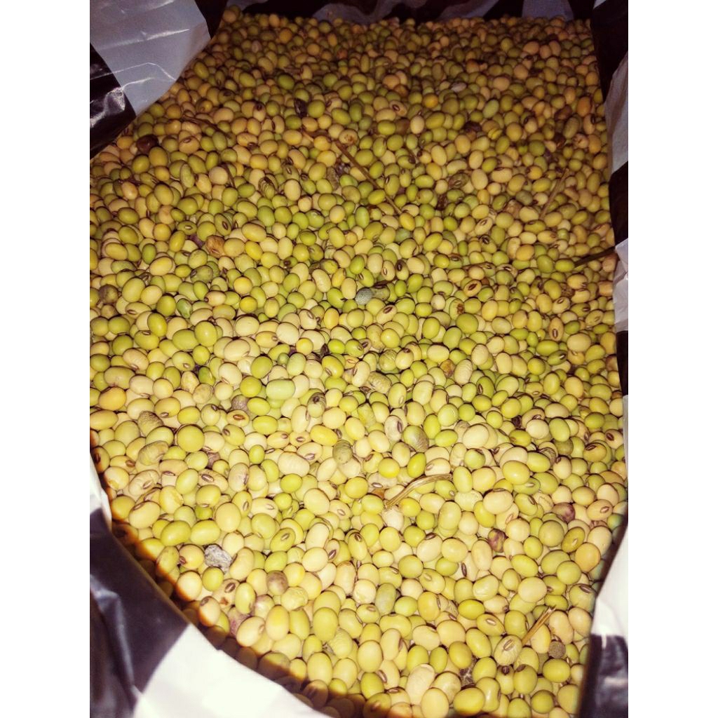 

Kedelai Lokal Non GMO Murah Organik