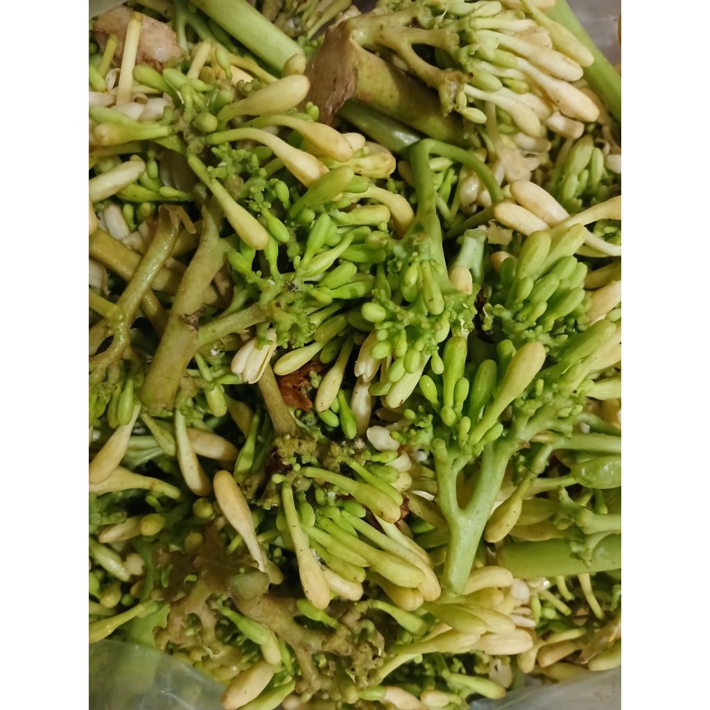 

BUNGA PEPAYA FRESH 1KG