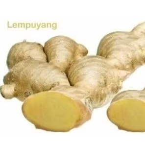 

Lempuyang Alami - mengobati peradangan.meningkatkan Kekebalan tubuh