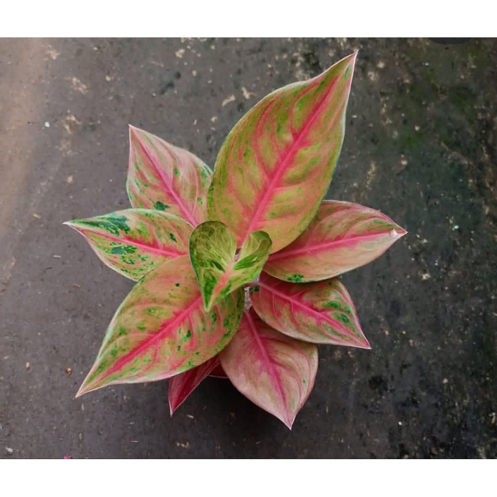 Aglonema Mahameru Mutasi