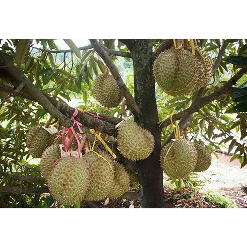 entres / batang atas / mata tunas durian bawor